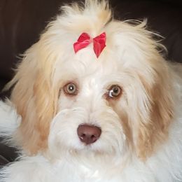 Assorted Doodle Crosses, Cavapoos, and Goldendoodles from Debbie's Puppies