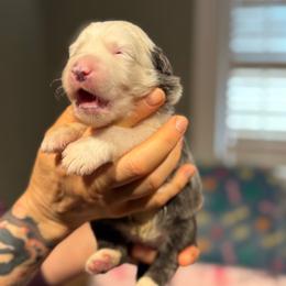COOKIE - Gray and white female Sheepadoodle puppy in Riverside, California from Downtown Doodles & Frenchies