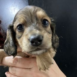 Iguanodon Boy 3 - Cream male Dachshund puppy in Bigfork, Minnesota from Dachshunds Up North