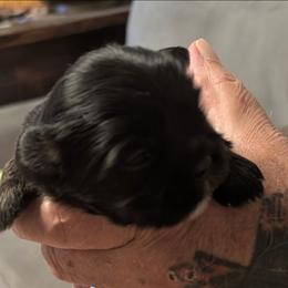 Merlin - Black male Lhasa Apso puppy in Fort Worth, Texas from Cynthia's Lhasa Apsos