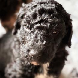Truffle - Black male Poodle puppy in Otto, North Carolina from Wild Suns Farm