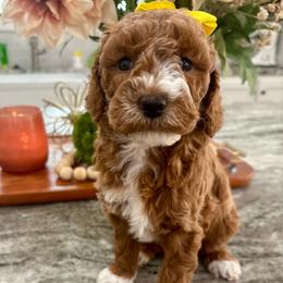 Belle - Red  female Goldendoodle puppy in Idabel, Oklahoma from Kay Kay’s Poodles & Doodles