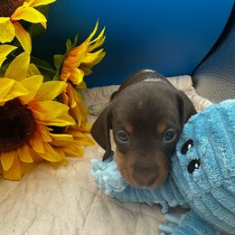 Boy 3 Danny Boy blue collar - Piebald male Dachshund puppy in Oscoda, Michigan from Northland Dachshunds