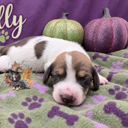 Dolly - Piebald female Dachshund puppy in Hockley, Texas from Shans Down Home Doxies
