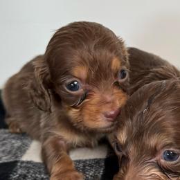 Duke - Chocolate and tan male Dachshund puppy in San Diego, California from San Diego Dachshunds
