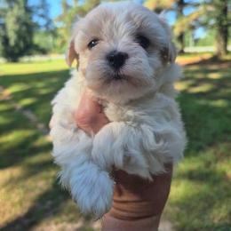 Goldendoodle and Maltipoo Puppies from ENC Goldendoodles And Maltipoos