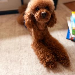 Vinny - Poodle