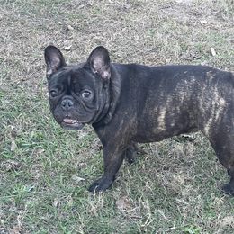 Bulldog, French Bulldog, and German Shepherd All Grown Up from Love That Bulldog Hicks Family Division