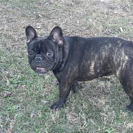 Bulldog, French Bulldog, and German Shepherd All Grown Up from Love That Bulldog Hicks Family Division