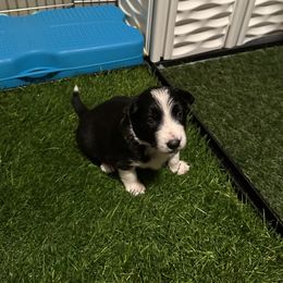 Snap - Black and white male Border Collie puppy in Bloomingdale, New Jersey from Epic Borders