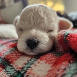 Poodle Puppies from Caboodles Of Poodles