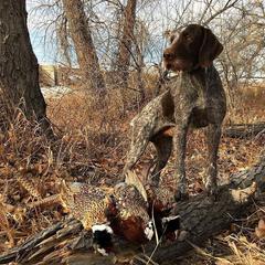 German Wirehaired Pointer All Grown Up from WyoWires German Wirehaired Pointers