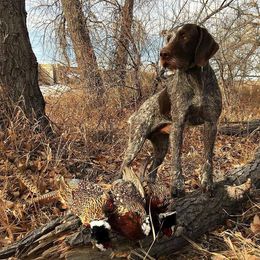 German Wirehaired Pointer All Grown Up from WyoWires German Wirehaired Pointers