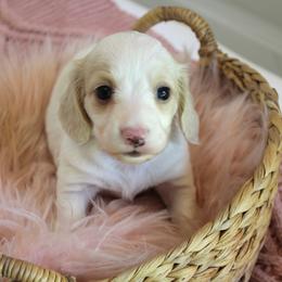 Girl 2 - Piebald female Dachshund puppy in Laurel, Mississippi from Kissinger Dachshunds