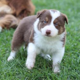 Charlie - Red male Border Collie puppy in Kalispell, Montana from North Fork Border Collies