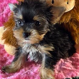 Jax - Black and tan male Yorkshire Terrier puppy in Owasso/Tulsa, Oklahoma from Prestigious Pups