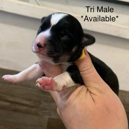 Bear - Black and tan male American Corgi puppy in Scio, Oregon from Abundant Joy Corgis