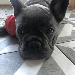 French Bulldog Puppies from The Frenchie Ravine Connection LLC