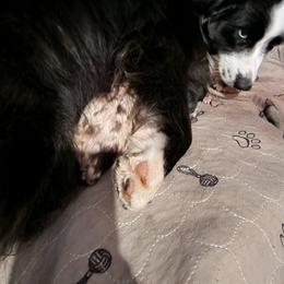 Honor - Red merle female Miniature Australian Shepherd puppy in Marysville, Washington from Garay Mini Aussies