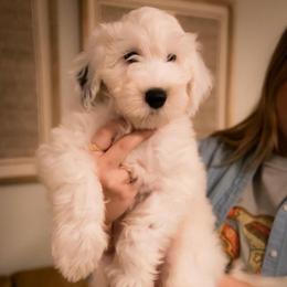 Aster - Black and white male Sheepadoodle puppy in Cleveland, Tennessee from Narrow Path Old English & Sheepadoodles