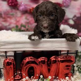 Copper - Chocolate male Australian Labradoodle puppy in Brush Prairie, Washington from Fancy Pants Labradoodles