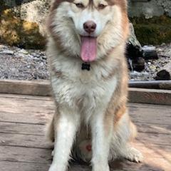 Siberian Huskies from Charlie Stone's Siberian Huskies