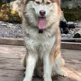 Siberian Huskies from Charlie Stone's Siberian Huskies