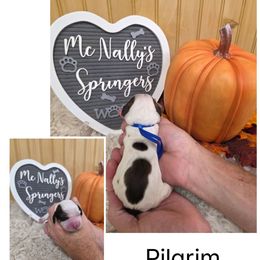 Pilgrim - Liver white and tan male English Springer Spaniel puppy in Freeland, Michigan from McNally's Springer Spaniels