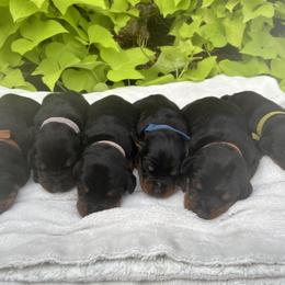 Doberman Pinscher puppies from Team Feem Breeders