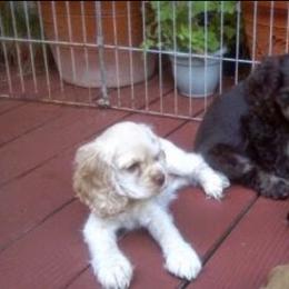 Cocker Spaniel Puppies from Cocker Paradise