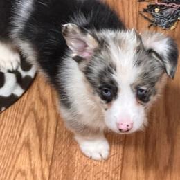 Riley - Blue merle and white male American Corgi puppy in Hico, Texas from Chisholm Trail Kennels
