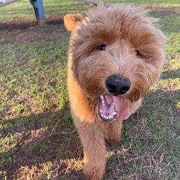 Aussiedoodles, Goldendoodles, and Poodles from High Point Poodles and Doodles