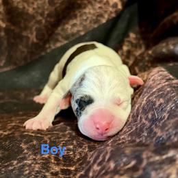 Boy 1 - Blue merle male Catahoula Leopard Dog puppy in Peyton, Colorado from Gunslinger Catahoulas