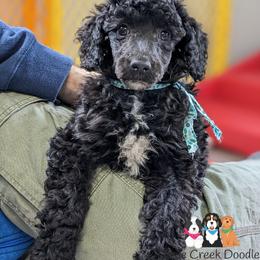 Goldendoodles, Labradoodles, Labrador Retrievers, and Poodles from Apple Creek Doodles
