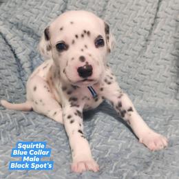 Squirtle (Blue Collar) - White and black male Dalmatian puppy in Raymondville, Missouri from Wagner's Dalmatian's