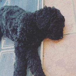 Goldendoodle Puppies from Robinson Doodles