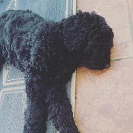 Goldendoodle Puppies from Robinson Doodles