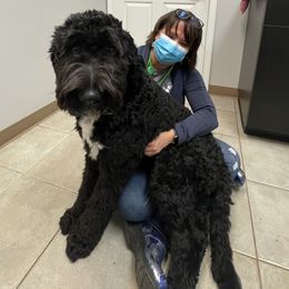 Aussiedoodle, Bernedoodle, and Sheepadoodle All Grown Up from Doodle Dogs KY