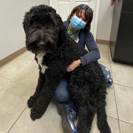 Aussiedoodle, Bernedoodle, and Sheepadoodle All Grown Up from Doodle Dogs KY