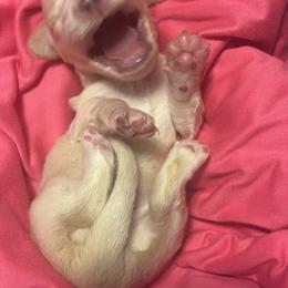 Dachshund Puppies from Dandelion Doxies
