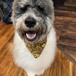 Goldendoodle and Poodle All Grown Up from Colorful Creations Doodles and Poodles