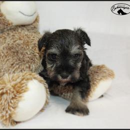 Boy 1 - Salt and pepper male Miniature Schnauzer puppy in Mount Airy, Georgia from Miniature Schnauzers GA, LLC