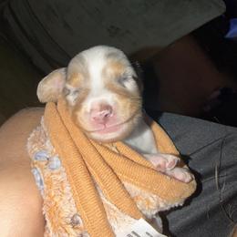 Dachshund Puppies from Wicburg’s Wieners