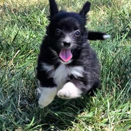 Girl 3 - Black and white female Companion Cross puppy in Davenport, Washington from Lovely Ladies and Little Asses Miniature Equines (L3A Pomeranians & Papillons)