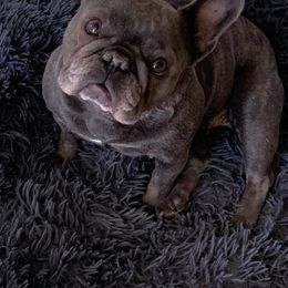 French Bulldog All Grown Up from Sandie’s Texas Frenchie’s