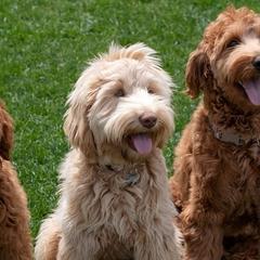 Australian Cobberdogs from Willow Haven Australian Cobberdogs