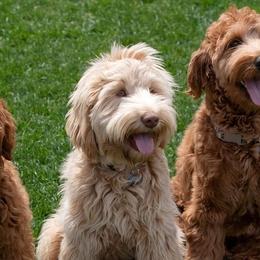 Australian Cobberdogs from Willow Haven Australian Cobberdogs