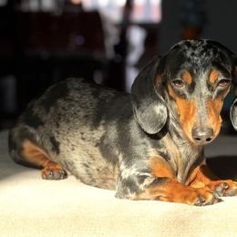 Nina - Dachshund