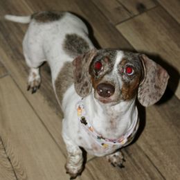 Dachshund All Grown Up from Mini Me Miniatures