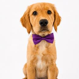 Venus - Golden female Golden Retriever puppy in Chicago, Illinois from Urbane Retrievers